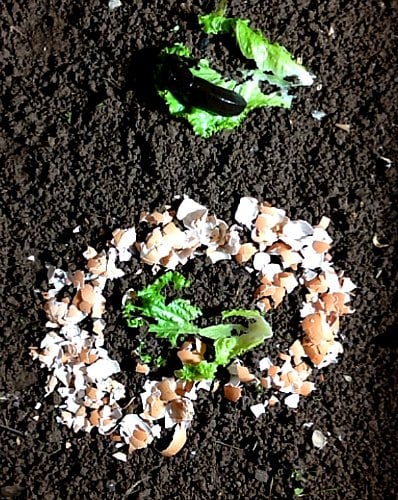 Eggshells control slugs - 8 hours later