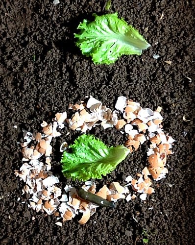 Eggshells control slugs - start of the experiment