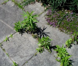 Vinegar Weed Killer - My Experience