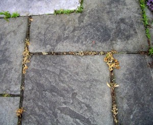 Vinegar Weed Killer - My Experience