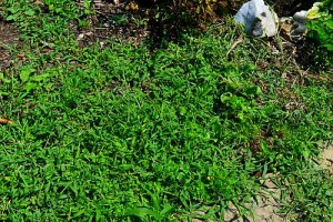 Vinegar Weed Killer - My Experience