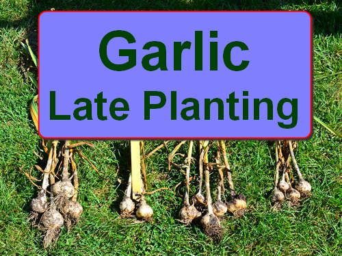 How To Grow Garlic Zone 8 Farm Info