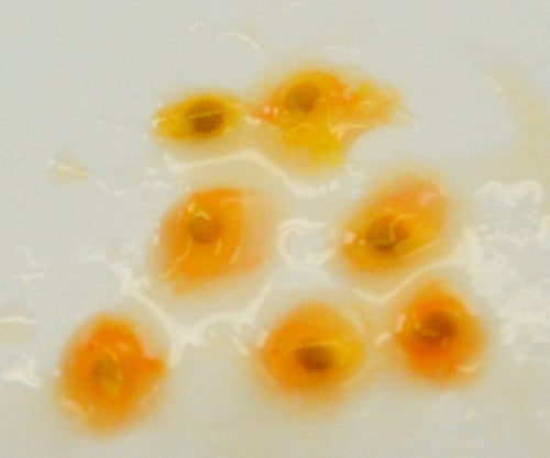 tomato seed showing gel
