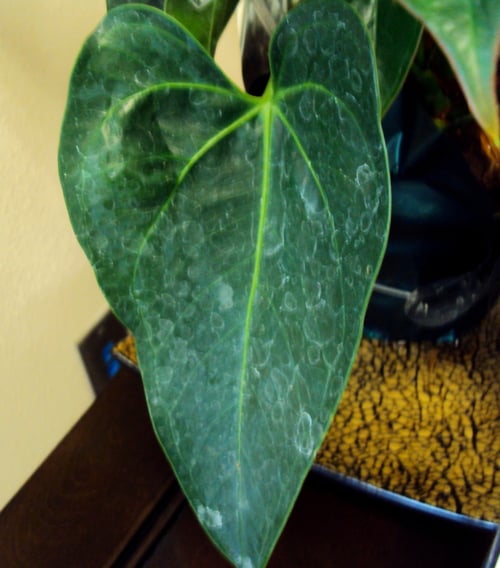 temperatur olivenbaum Olive 