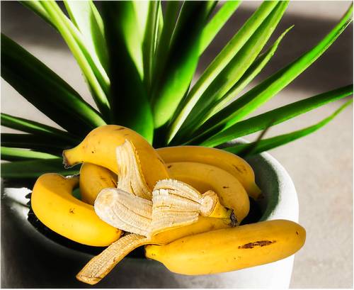 Image of Banana peels for flowering plants