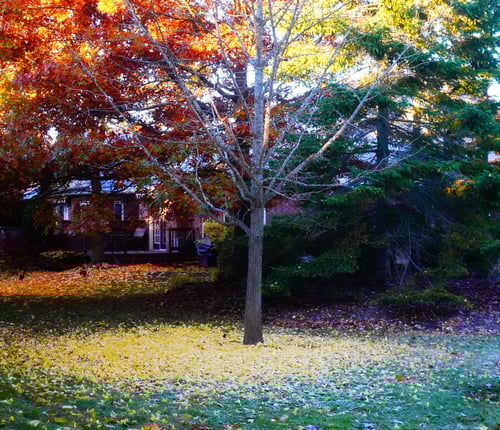 Ginkgo tree lost almost all its leaves during last night low temperatures. Ginkgo tree lost almost all its leaves during last night low temperatures.