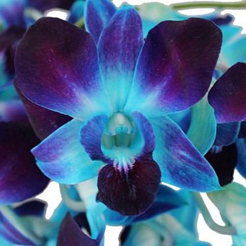 Fake Orchids – How to Convert Ugly White Orchids Into Blue, Orange and ...