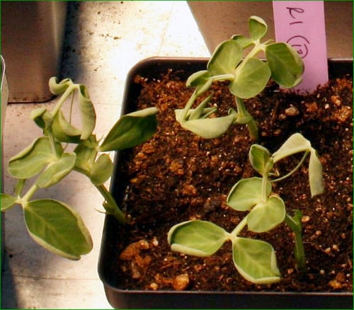 Leaf curling and stunted plants indicative of severe herbicide damage (WSU, 2011) Leaf curling and stunted plants indicative of severe herbicide damage (WSU, 2011)