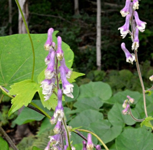 Aconitum alboviolaceum, by Robert Pavlis Aconitum alboviolaceum, by Robert Pavlis