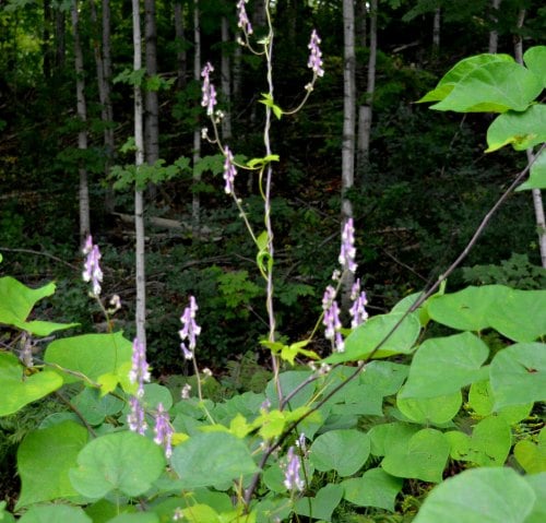 Aconitum alboviolaceum, by Robert Pavlis Aconitum alboviolaceum, by Robert Pavlis