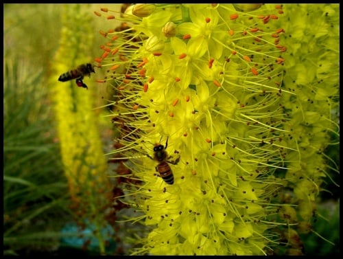 Eremurus stenophyllus; photo by Robert Pavlis Eremurus stenophyllus; photo by Robert Pavlis