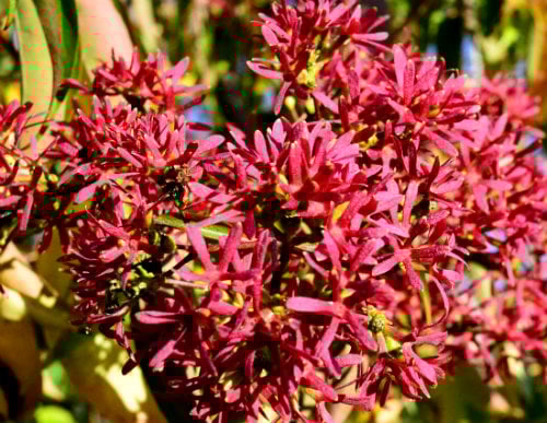 Heptacodium miconioides, calyx, by Robert Pavlis
