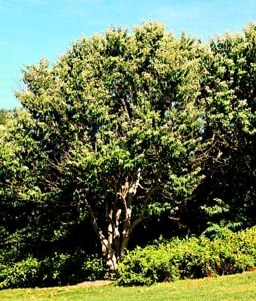 Heptacodium miconioides, mature tree, by Robert Pavlis