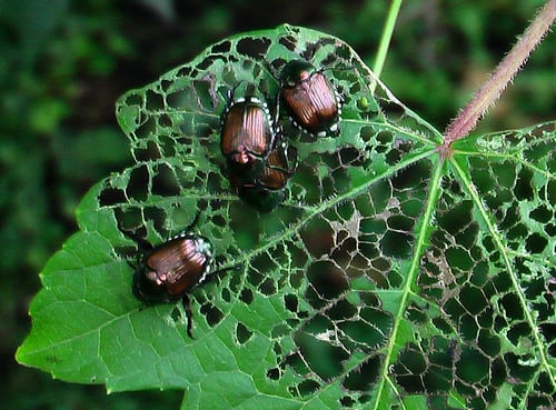Japanese beetles feeding Japanese beetles feeding