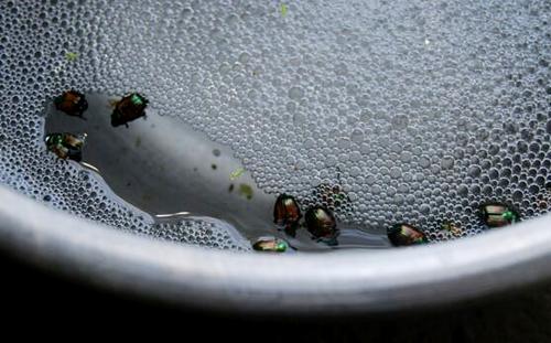 Japanese beetles in soapy water Japanese beetles in soapy water