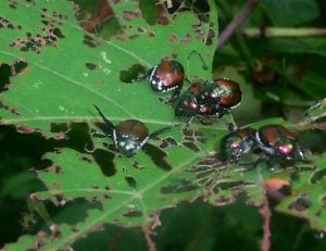 Japanese beetle feeding on wild grape Japanese beetle feeding on wild grape