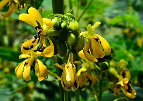 Senna hebecarpa, by Robert Pavlis Senna hebecarpa, by Robert Pavlis