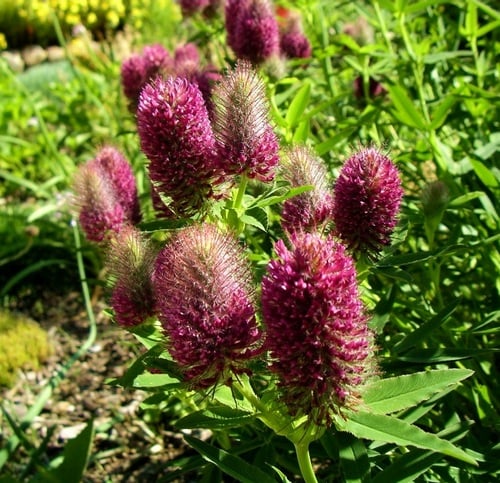 Trifolium rubens; photo by Robert Pavlis Trifolium rubens; photo by Robert Pavlis