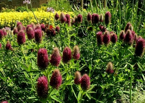 Trifolium rubens; photo by Robert Pavlis Trifolium rubens; photo by Robert Pavlis