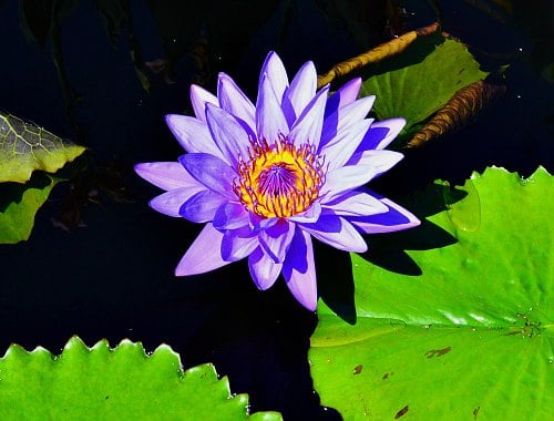 Tropical water lily, by Robert Pavlis Tropical water lily, by Robert Pavlis