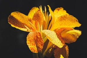 canna lily canna lily