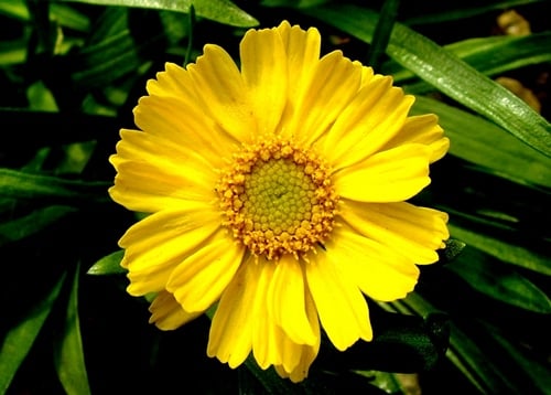 Tetraneuris herbacea; photo by Robert Pavlis Tetraneuris herbacea; photo by Robert Pavlis
