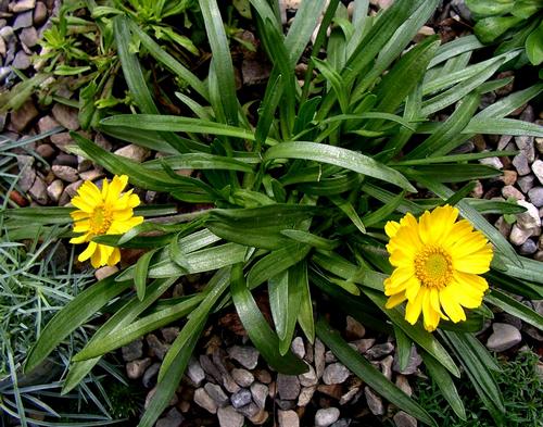 Tetraneuris herbacea; photo by Robert Pavlis Tetraneuris herbacea; photo by Robert Pavlis