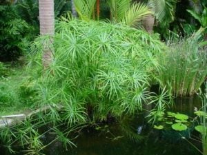 Umbrella Palm (Cyperus alternifolius), photo by CoolGarden Umbrella Palm (Cyperus alternifolius), photo by CoolGarden