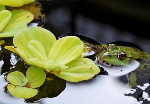 Water lettuce Water lettuce