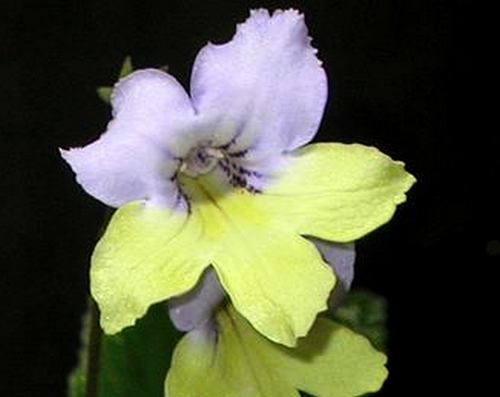Streptocarpus Dale's Midas Touch
