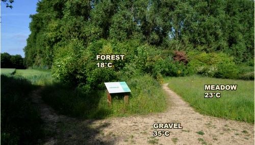 forest and meadow showing temperatures, forest is cooler than the meadow