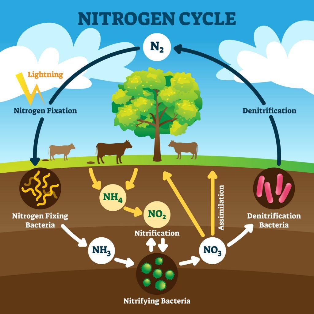 diagram showing the movement of nitrogen from one form to another.