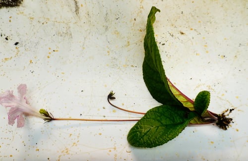 Seedling with a flower spike, three leaves and almost no roots. 