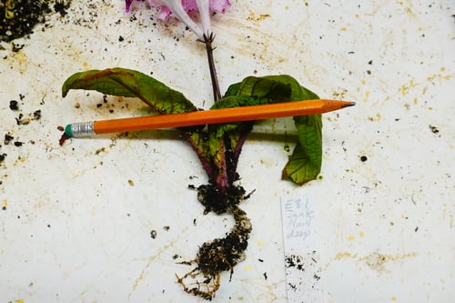 side view of the plant with the pencil showing the soil line about 1/2 way up the plant.