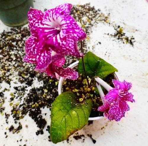 pink flowering streptocarpus