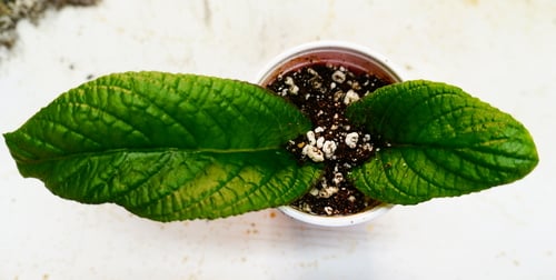 two leaves showing above the soil