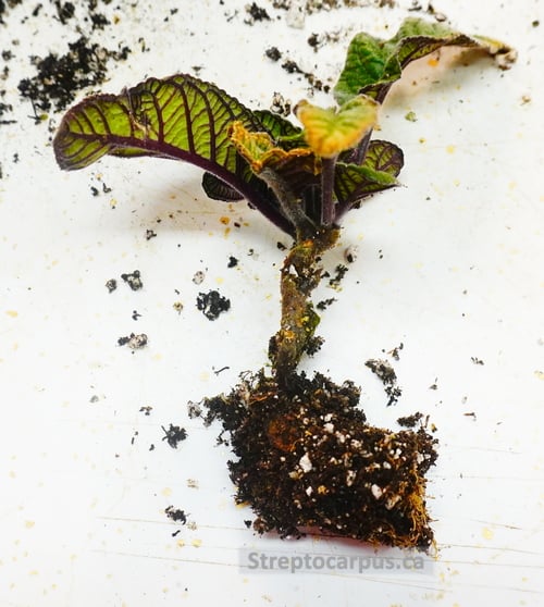Cutting showing 2" of stem above the soil line