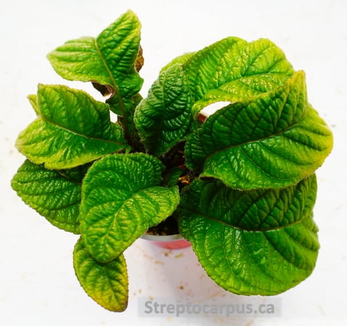 very healthy plant with 10 leaves