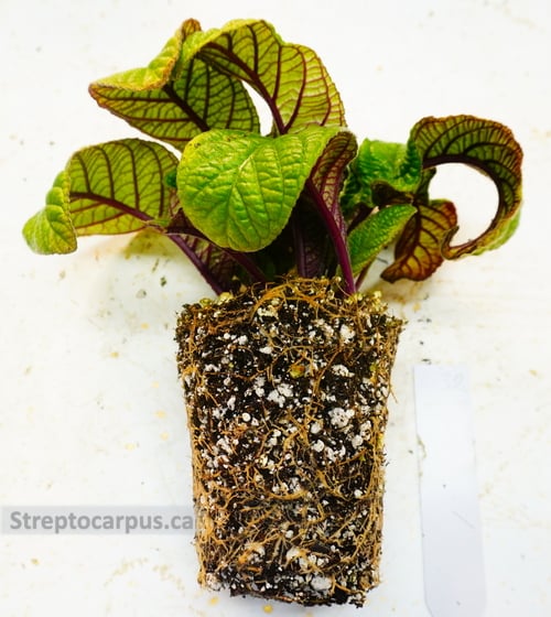 same plant now out of the pot showing a healthy root system
