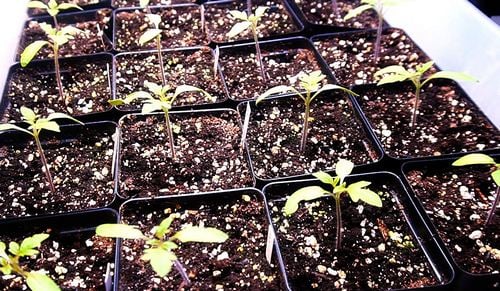 Tray of 20 tomato seedlings with first true leaf forming