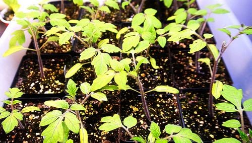 Tray of 20 tomato seedlings with 2 leaves each