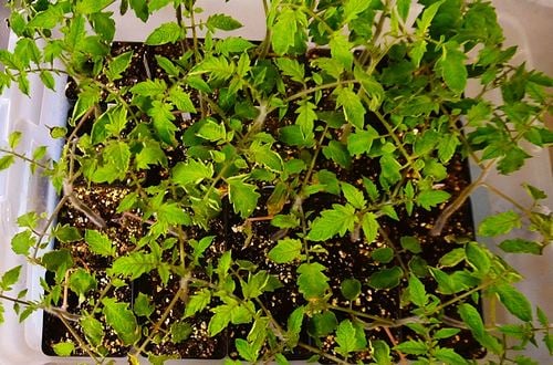 Tray of 20 tomato seedlings with 3 to 4 leaves each