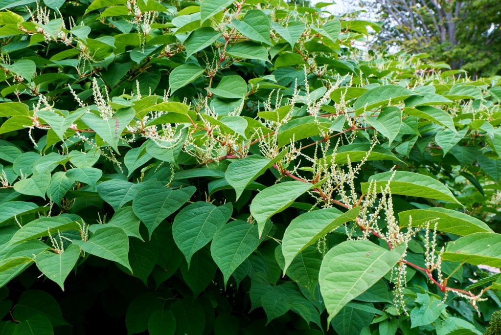 large shrub with light green leaves and dainty white flowers