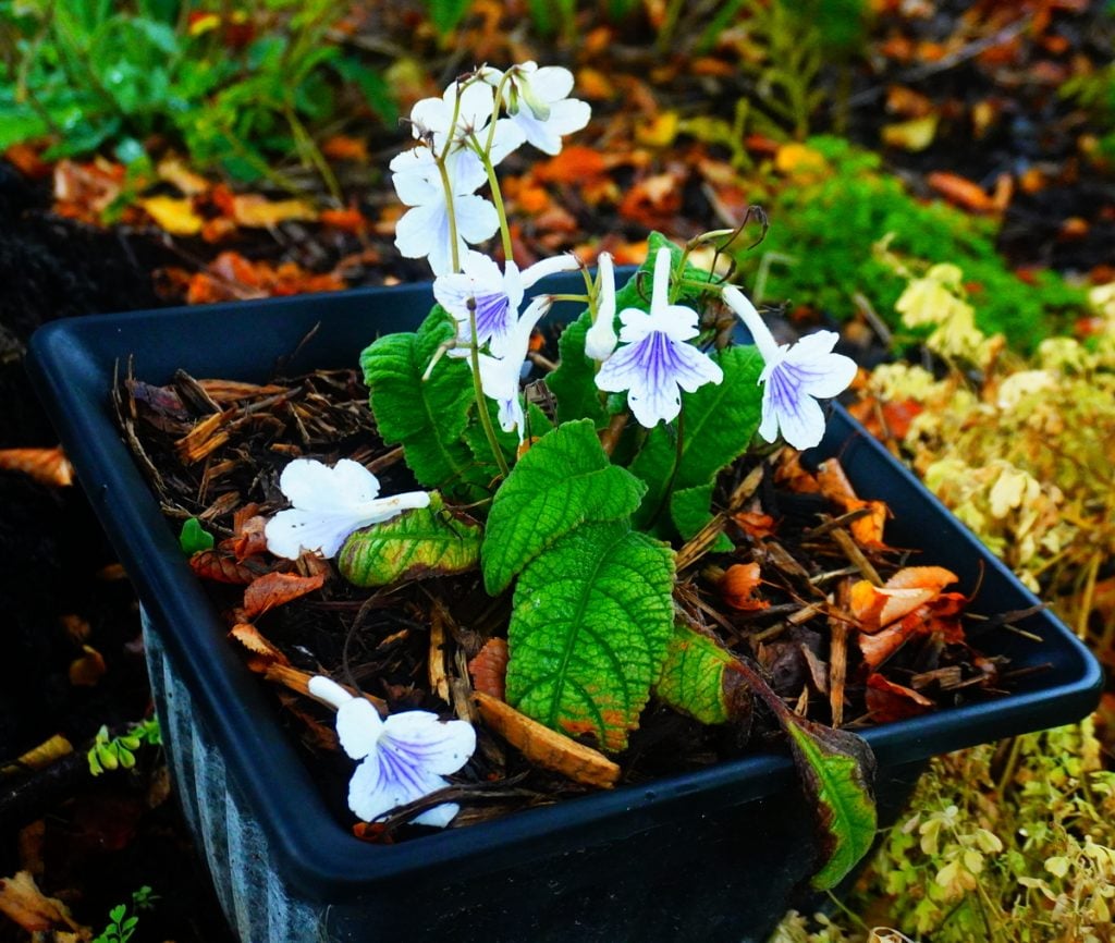 pot with white and blue flowers in it.