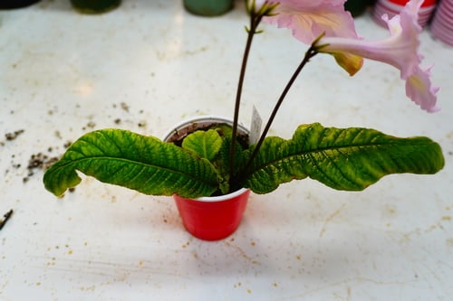 Seedling with two large leaves and several smaller ones.