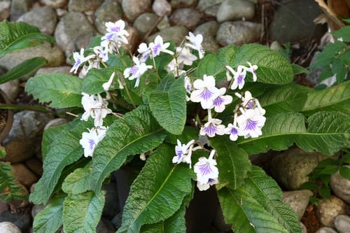 Plant with 2 dozen white and blue flowers.