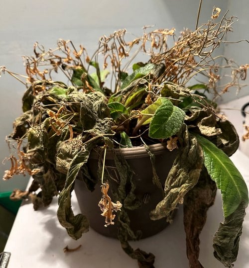 same plant above with most of its leaves all brown.