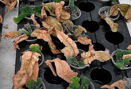 A dozen plants in pots with most leaves dry and brown. Some green shows in the center of the plant.