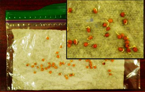 plastic bag pus paper towel with germinated tomato seeds in it