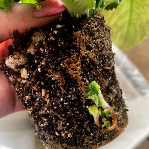 root ball showing new grow at the bottom of the roots.